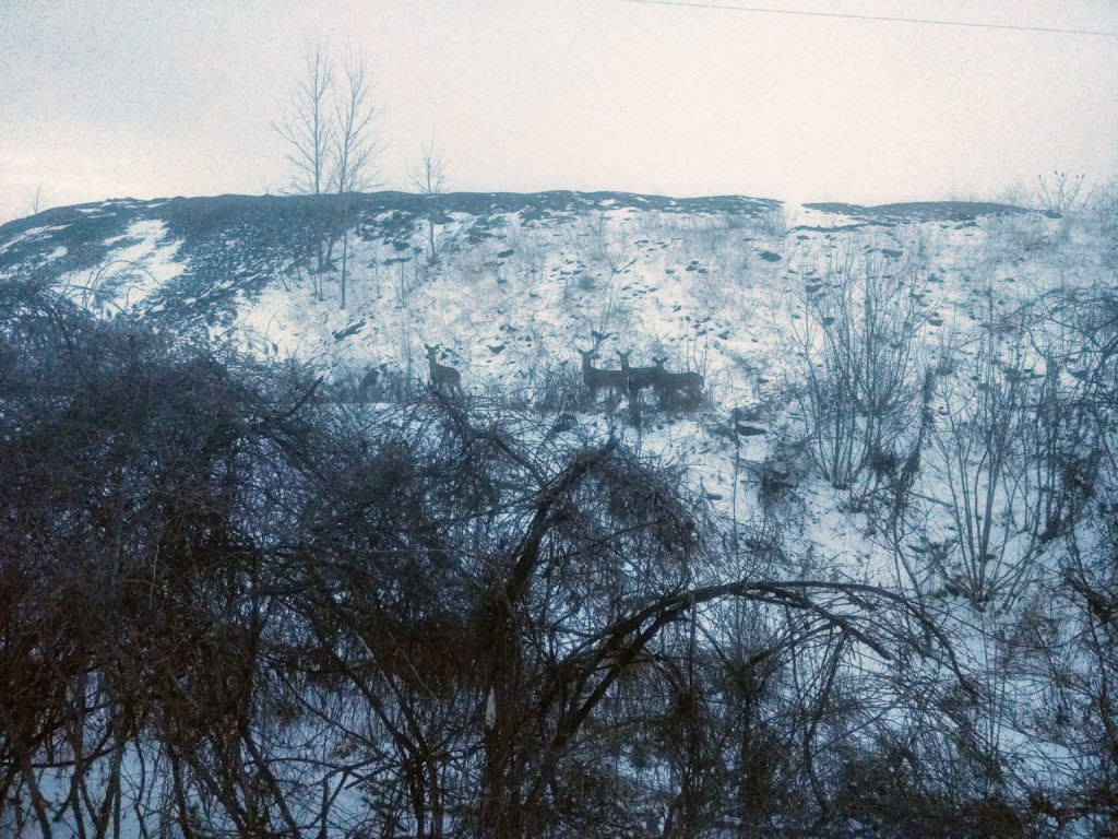 Snow covered trails and deer